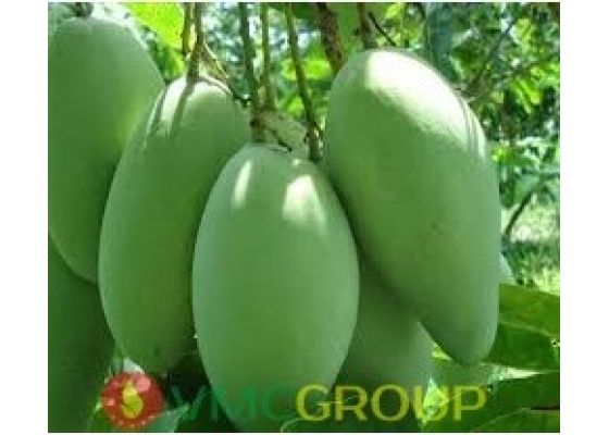 chat-bao-ve-nong-san-concervol-nature-basic-cao-cap